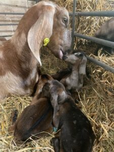 A brown adult goat and three kids on some straw